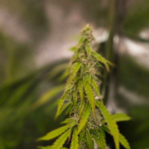 Delilah  growlog timeline photo