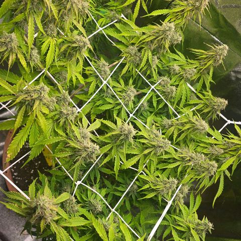 Delilah  growlog timeline photo