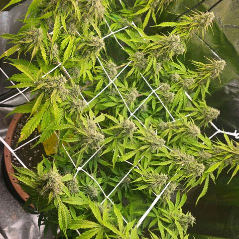 Delilah  growlog timeline photo