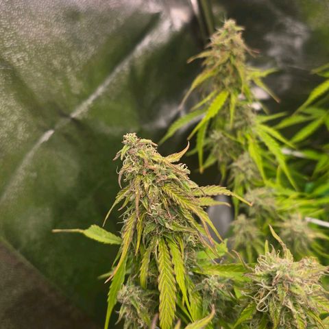Delilah  growlog timeline photo
