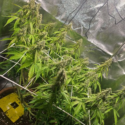 Delilah  growlog timeline photo