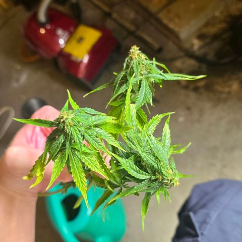 Delilah  growlog timeline photo