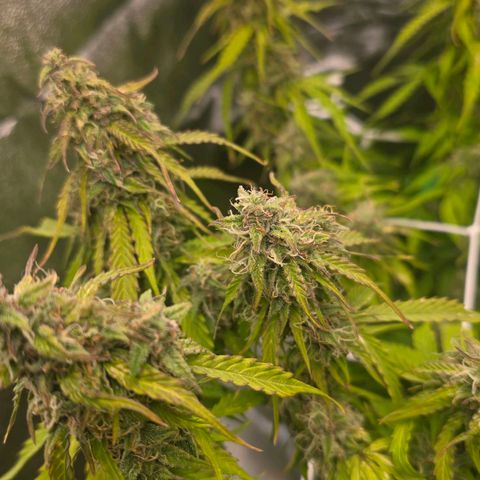 Delilah  growlog timeline photo