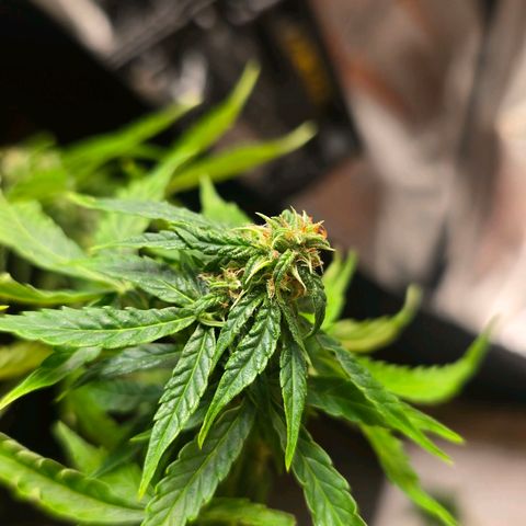 Delilah  growlog timeline photo
