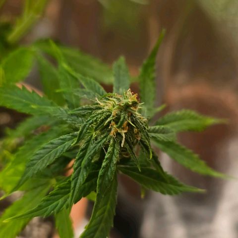 Delilah  growlog timeline photo