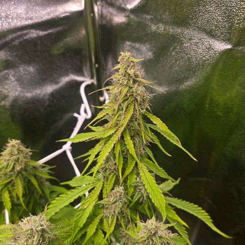 Delilah  growlog timeline photo