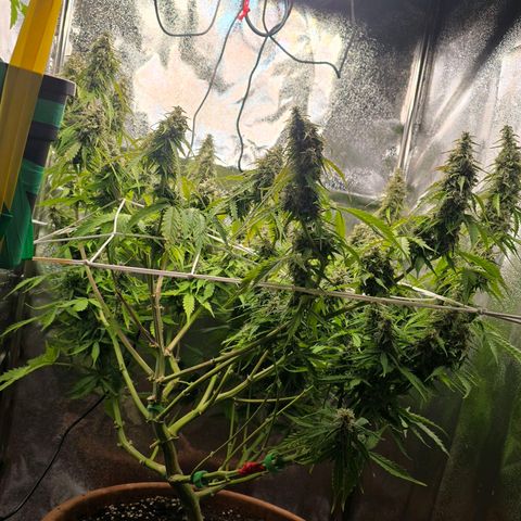 Delilah  growlog timeline photo
