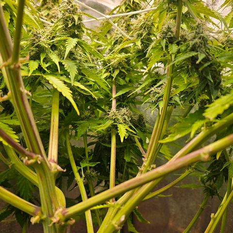 Delilah  growlog timeline photo