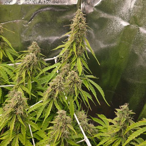 Delilah  growlog timeline photo