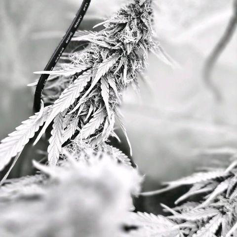 Delilah  growlog timeline photo