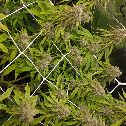 Delilah  growlog timeline photo