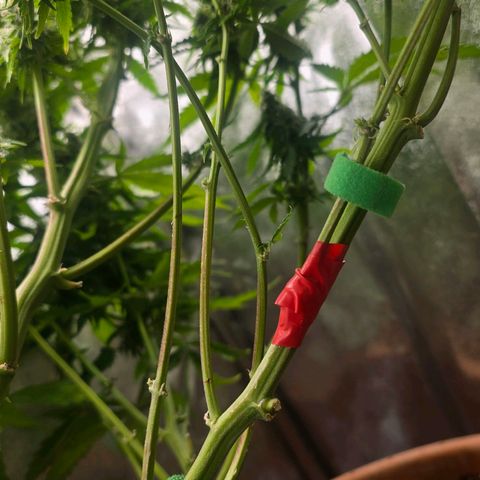 Delilah  growlog timeline photo