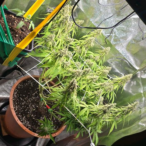 Delilah  growlog timeline photo