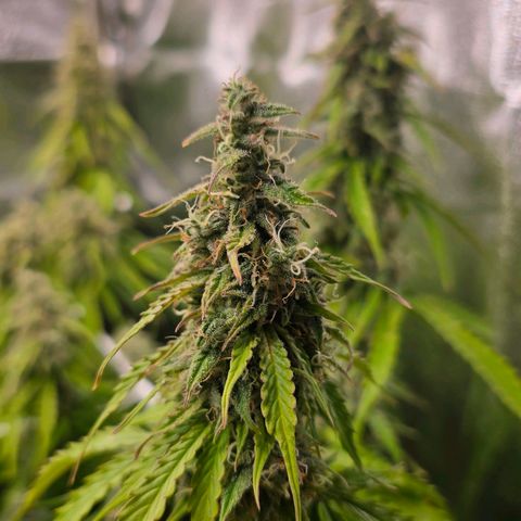Delilah  growlog timeline photo