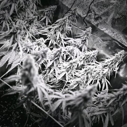 Delilah  growlog timeline photo