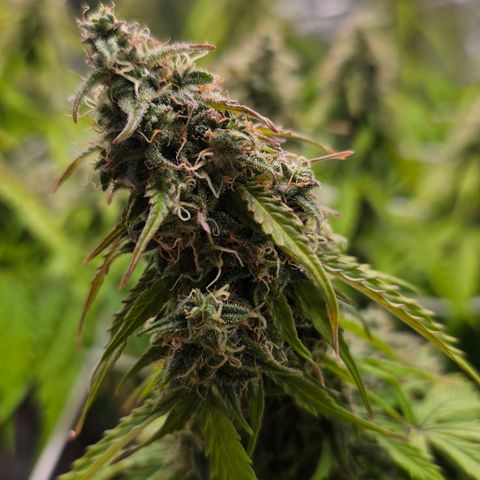 Delilah  growlog timeline photo