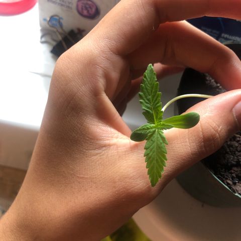 Pren do mal growlog timeline photo