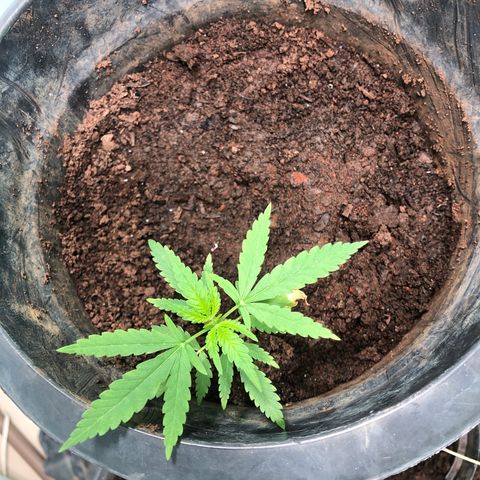 Pren do mal growlog photo: 5•vindo +ou- 10 dias no indoor