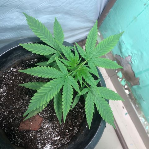 Pren do mal growlog timeline photo