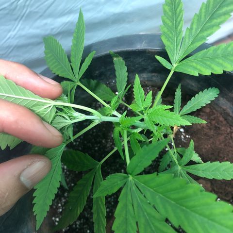 Pren do mal growlog timeline photo