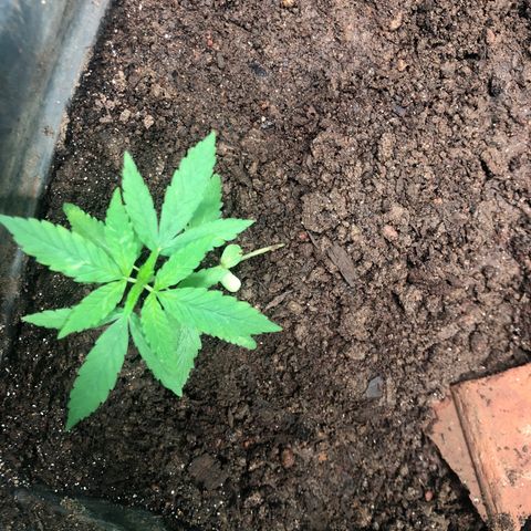 Pren growlog timeline photo