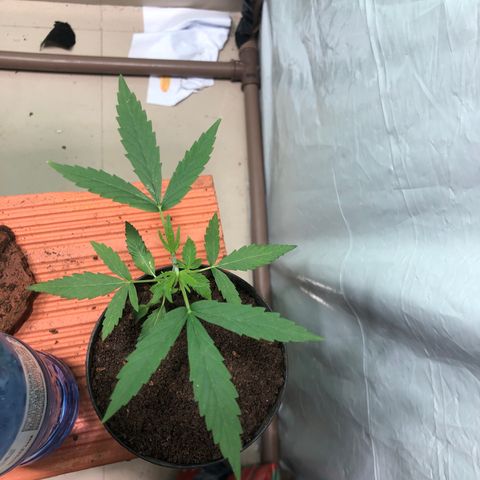 Pren growlog timeline photo