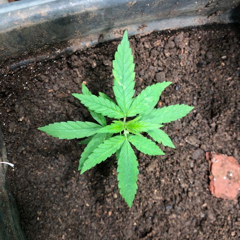 Pren growlog timeline photo