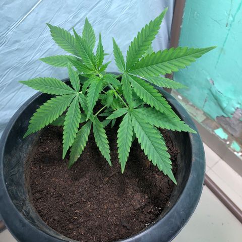 Pren do mal growlog timeline photo