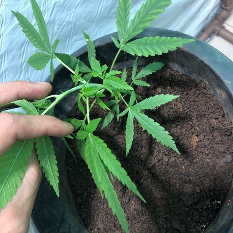 Pren do mal growlog timeline photo