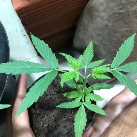Pren growlog timeline photo