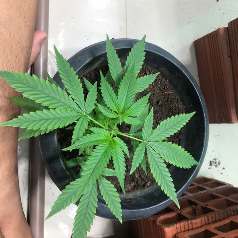 Pren do mal growlog timeline photo
