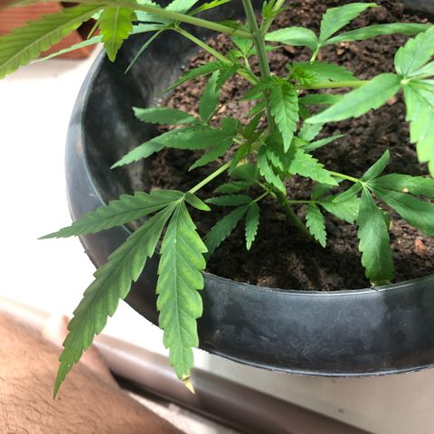 Pren do mal growlog timeline photo
