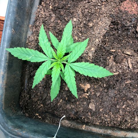 Pren growlog timeline photo
