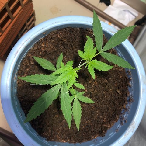 Pren growlog photo: Luz full spectrum chegou hj 