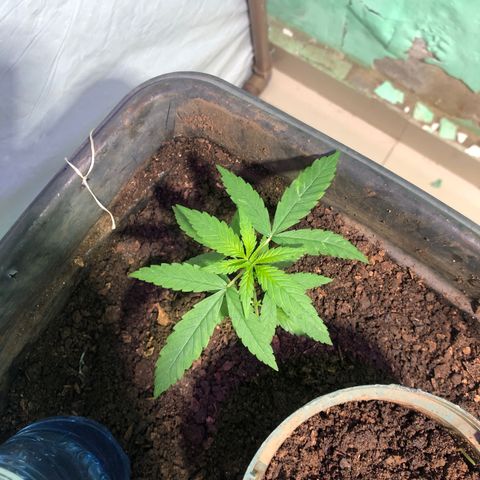 Pren growlog timeline photo