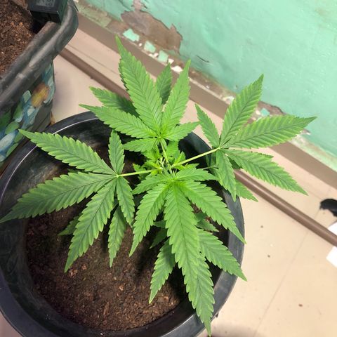 Pren do mal growlog timeline photo