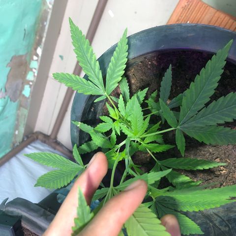 Pren do mal growlog timeline photo