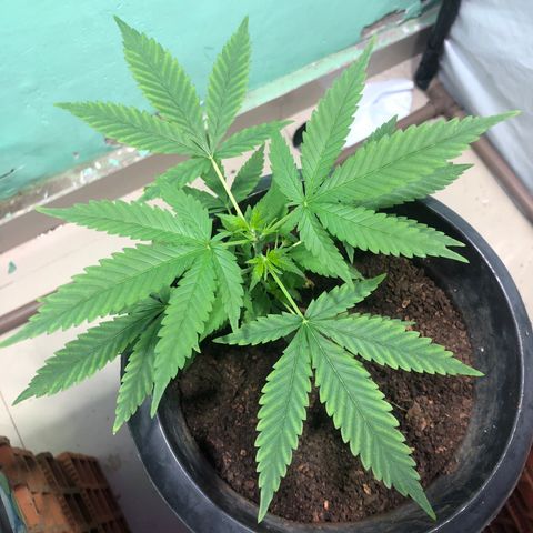 Pren do mal growlog timeline photo