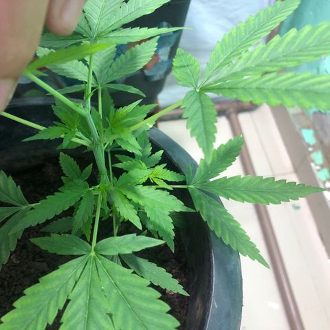 Pren do mal growlog timeline photo