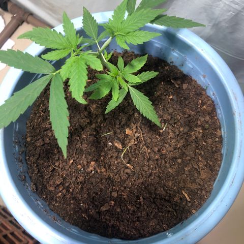 Pren growlog timeline photo