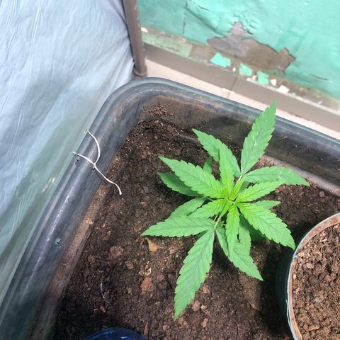Pren growlog timeline photo