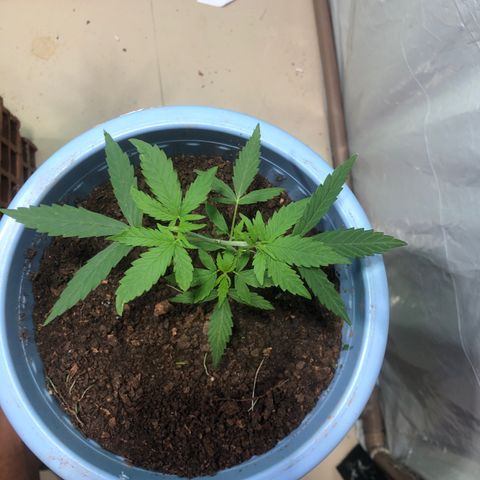 Pren growlog timeline photo