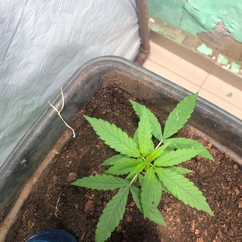 Pren growlog timeline photo