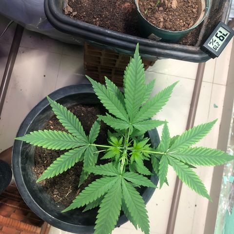 Pren do mal growlog timeline photo