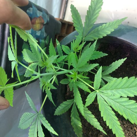 Pren do mal growlog timeline photo