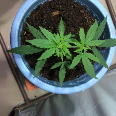 Pren growlog timeline photo