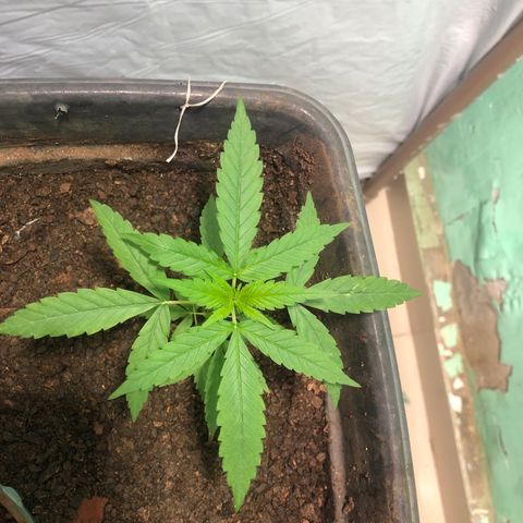 Pren growlog timeline photo
