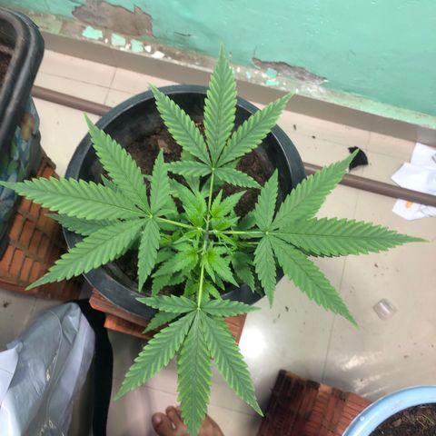 Pren do mal growlog timeline photo