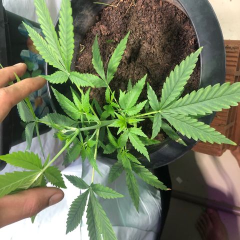 Pren do mal growlog timeline photo