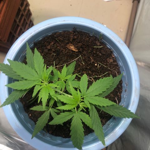 Pren growlog timeline photo